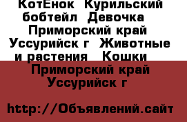 КотЁнок. Курильский бобтейл. Девочка. - Приморский край, Уссурийск г. Животные и растения » Кошки   . Приморский край,Уссурийск г.